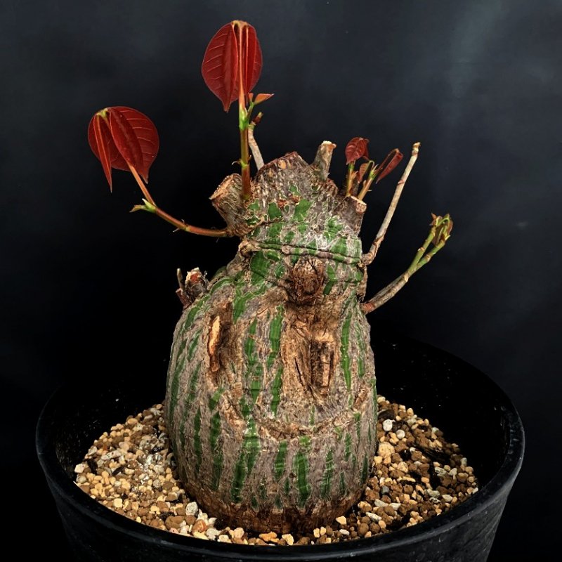 Pseudobombax ellipticum LIVE PLANT #0168 For Sale