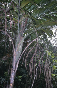 Clinosperma bracteale 5 seeds Palms