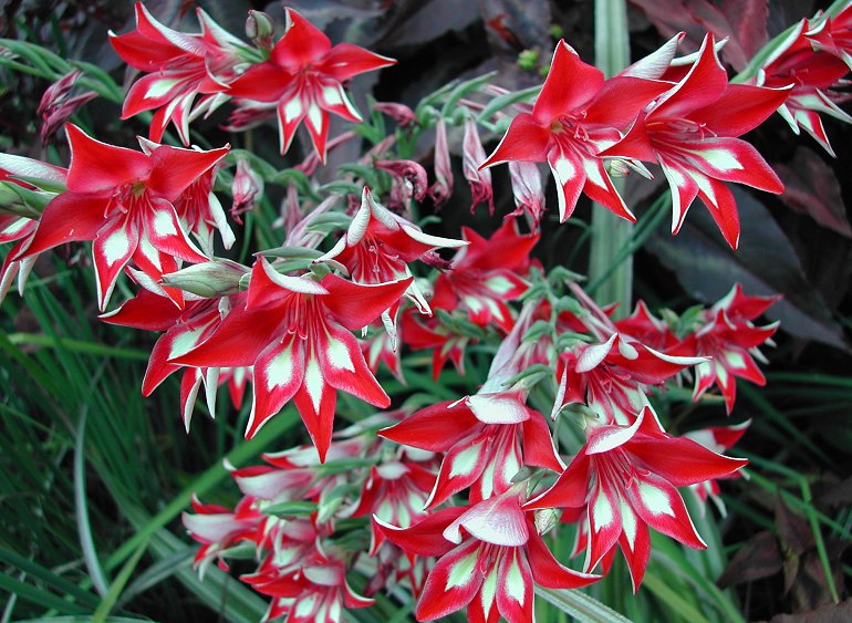 Gladiolus ( Gardens King ) x3 Bulb-Tuber
