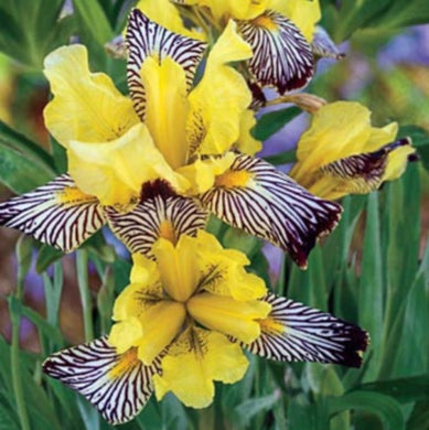 Iris ( Yellow Zebra )  x1 Bulb-Tuber