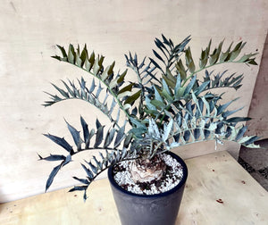 Encephalartos horridus LIVE PLANT #0709 For Sale