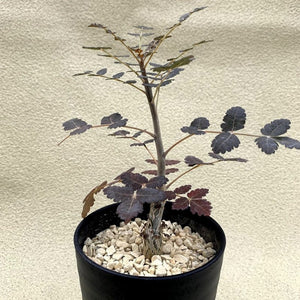 Boswellia dioscoridis LIVE PLANT #0127 For Sale