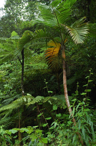 Hyophorbe indica 4 seeds Palms