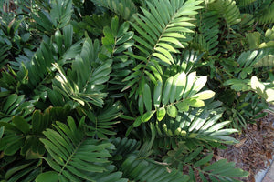 Zamioculcas zamiifolia (Emerald palm) 10 seeds