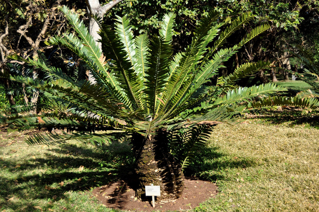Encephalartos manikensis 4 seeds Palm Zimbabwe