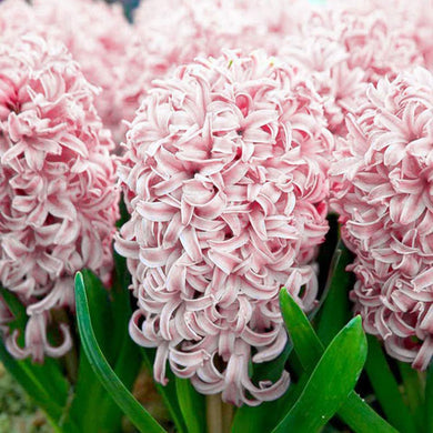 Hyacinth ( Pinky ) x3 Bulb-Tuber