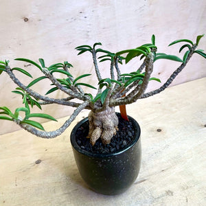 Euphorbia cylindrifolia LIVE PLANT #0182207