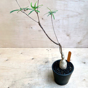 Euphorbia hedyotoides LIVE PLANT #018223