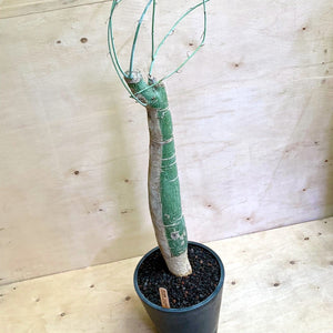 Adenia fruticosa LIVE PLANT #55156