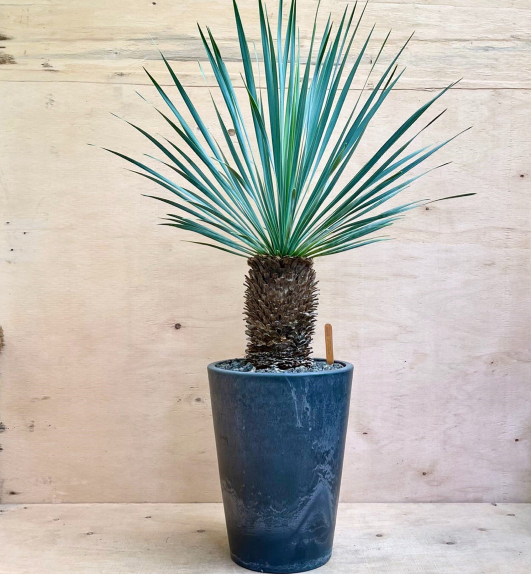 Yucca rostrata LIVE PLANT #055221