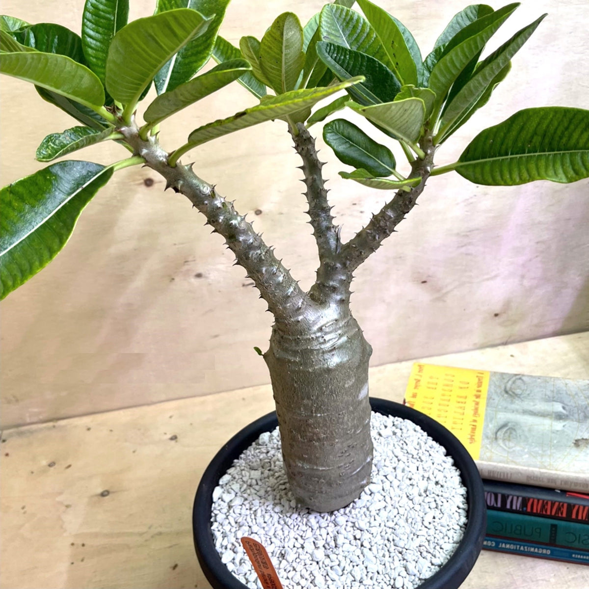 Pachypodium baronii LIVE PLANT #0144650 – African Seeds