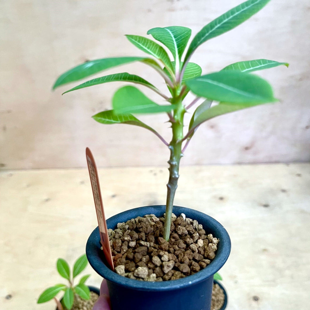 Euphorbia pouliana LIVE PLANT #068223