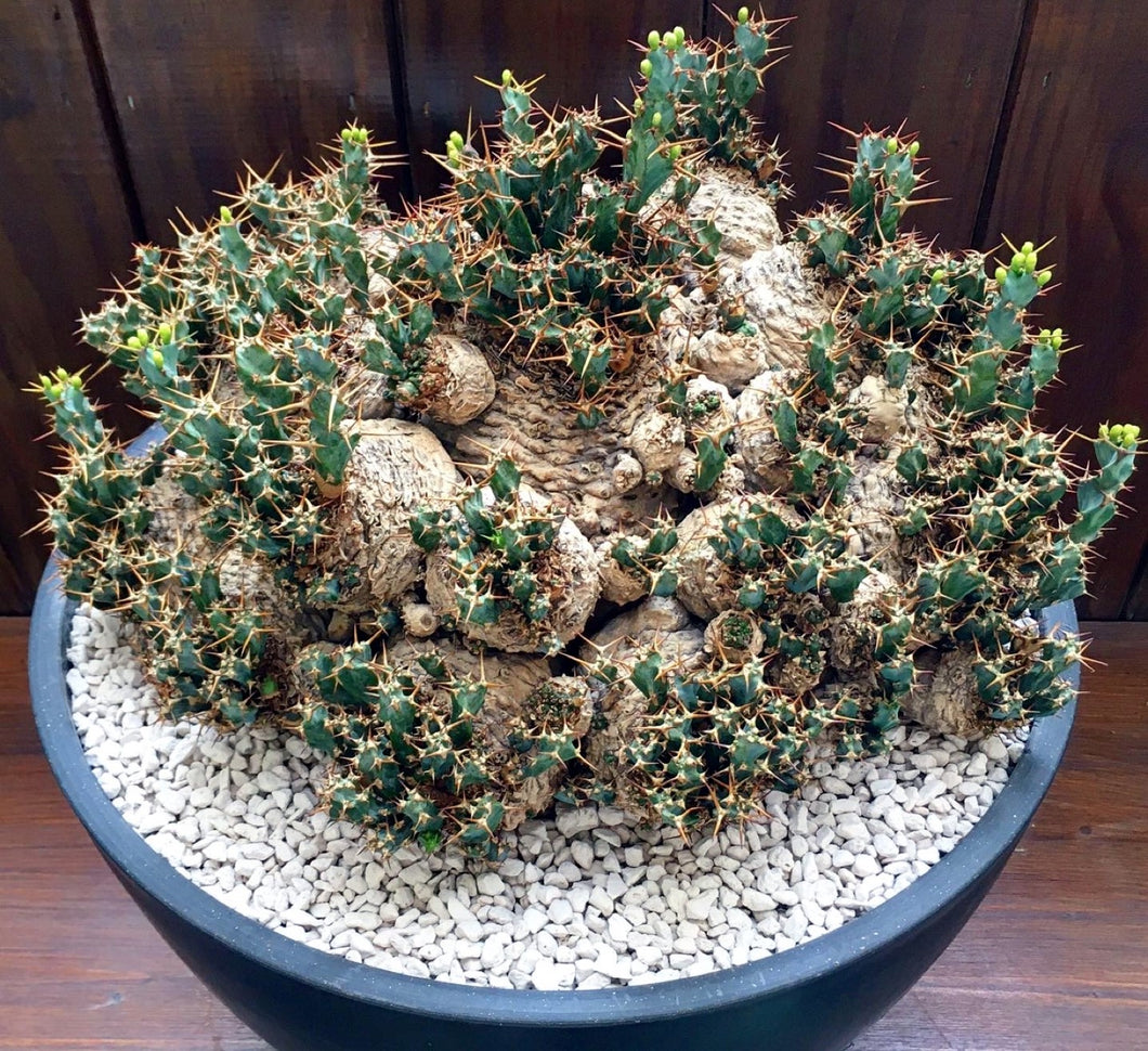 Euphorbia clavigera LIVE PLANT #77761