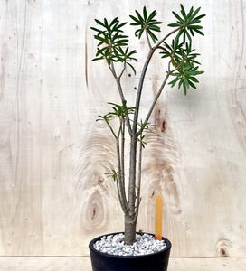 Euphorbia balsamifera LIVE PLANT #0182299