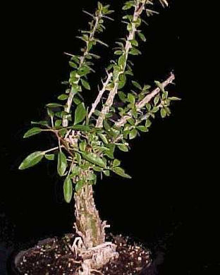 Fouquieria diguetii (3 Seeds) Caudex