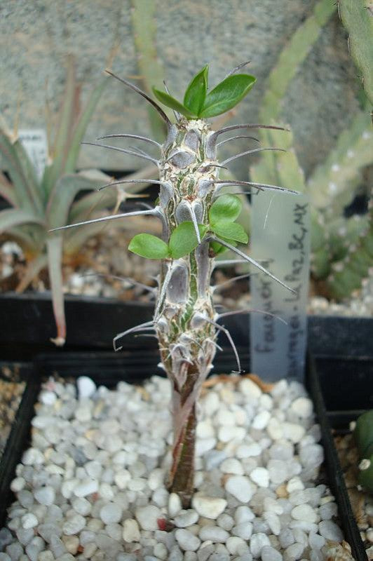 Fouquieria burragei (4 Seeds)