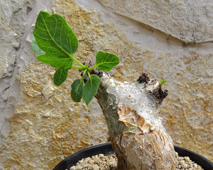Commiphora guidottii (5 Seeds) Caudex Zimbabwe