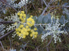 Load image into Gallery viewer, Queensland Silver Wattle (10 Seeds)