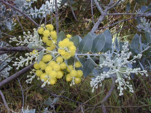 Queensland Silver Wattle (10 Seeds)