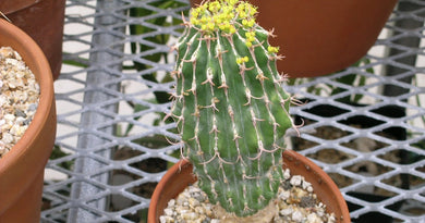 Euphorbia columnaris (4 Seeds) Cacti