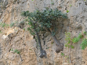 Boswellia bullata (5 Seeds) Caudex Socotra