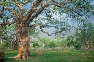 Manketti, Mongongo Tree (15 Seeds)