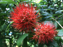 Load image into Gallery viewer, Combretum erythrophyllum (5 Seeds)