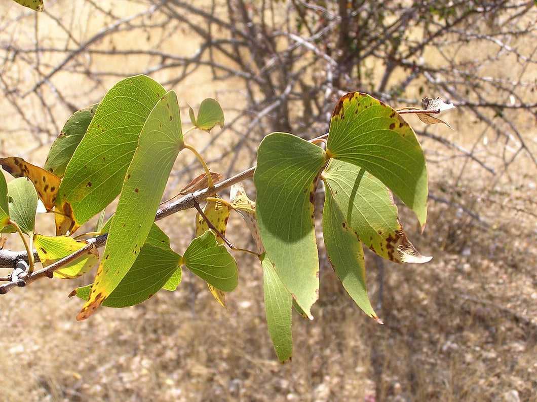 Colophosphermum mopane (6 Seeds)