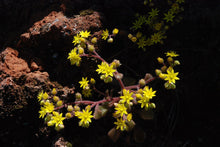 Load image into Gallery viewer, Aichryson tortuosum (Aiton) (10 Seeds) Canary Islands