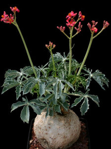Adenoropium berlandieri (10 Seeds) Caudex Texas