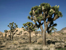 Load image into Gallery viewer, Clistoyucca brevifolia (8 Seeds) Caudex
