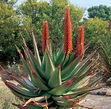 Load image into Gallery viewer, Aloe ferox ( 20 Seeds) South Africa