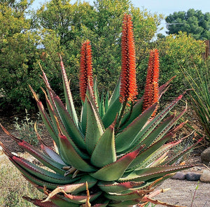 Aloe ferox ( 20 Seeds) South Africa