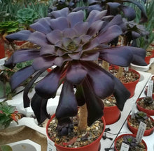 将图片加载到图库查看器，Aeonium arboreum (20 Seeds) Caudex Tenerife