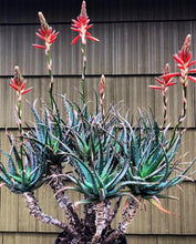 Load image into Gallery viewer, Aloe humilis (20 Seeds) South Africa