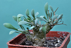 Othonna euphorbioides (5 Seeds) Cacti