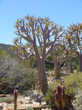 Indlæs billede til gallerivisning Aloe dichotoma (15 Seeds) Caudex South Africa