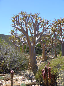Aloe dichotoma (15 Seeds) Caudex South Africa