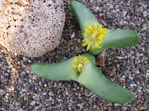Mesembryanthemum archeri 20 seeds