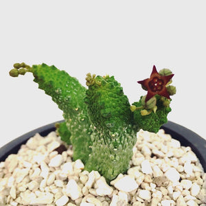 Pseudolithos asclepiadaceae LIVE PLANT #8163 For Sale