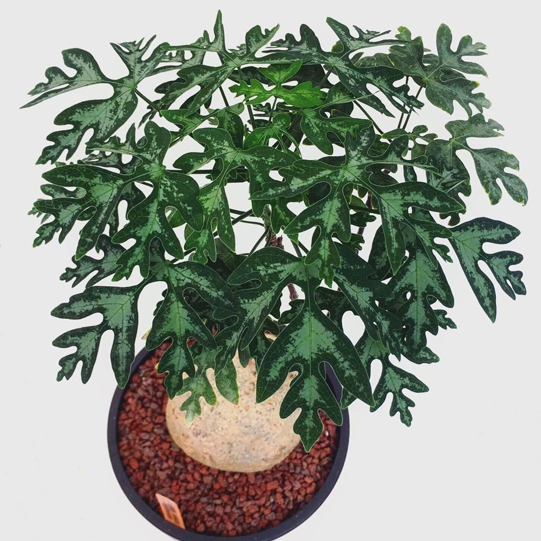 Adenia metamorpha LIVE PLANT #11950 For Sale アデニア