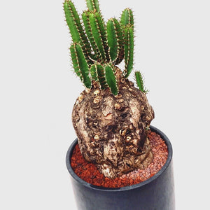 Euphorbia mlanjeana LIVE PLANT #9157 For Sale
