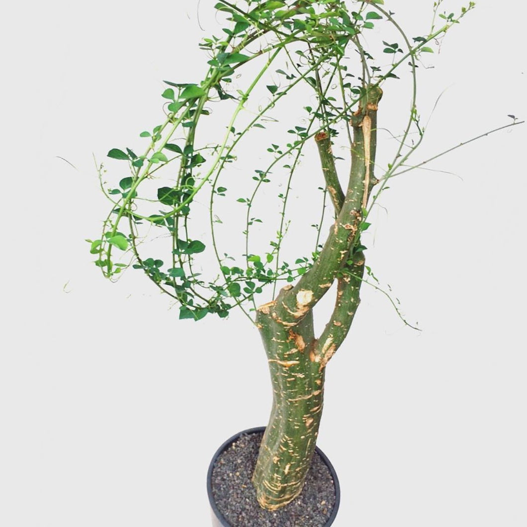Adenia fruticosa LIVE PLANT #81550 For Sale アデニア