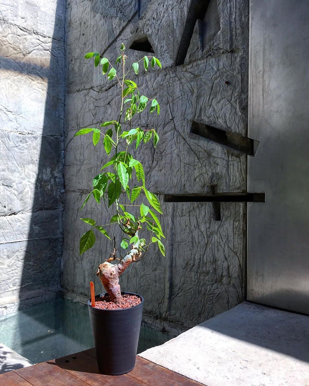 Commiphora africana LIVE PLANT #5571 For Sale