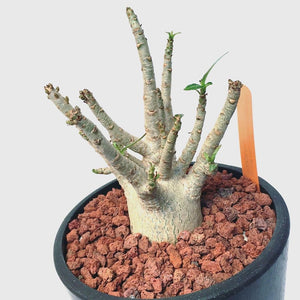 Adenium arabicum korat LIVE PLANT #53462 For Sale