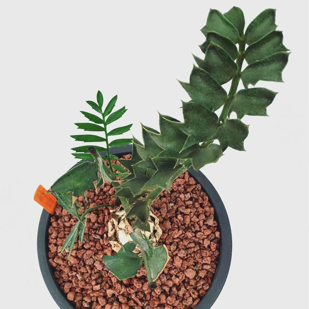 Encephalartos latifrons LIVE PLANT #89022 For Sale