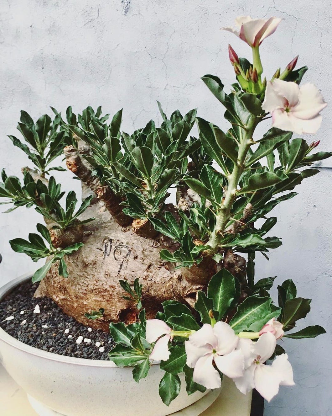 Pachypodium saundersii LIVE PLANT #0554 For Sale