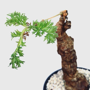 Pelargonium triste LIVE PLANT #0268 For Sale