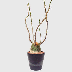 Bombax ellipticum LIVE PLANT #77003 For Sale