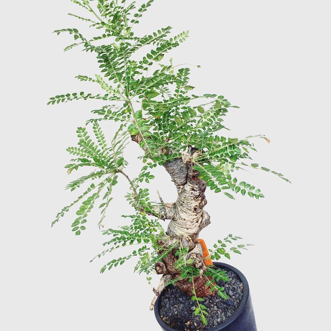 Boswellia neglecta LIVE PLANT #0583 For Sale